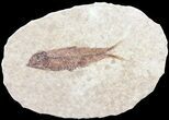 Knightia Fossil Fish - Wyoming #60889-1